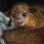 Meet the kinkajou