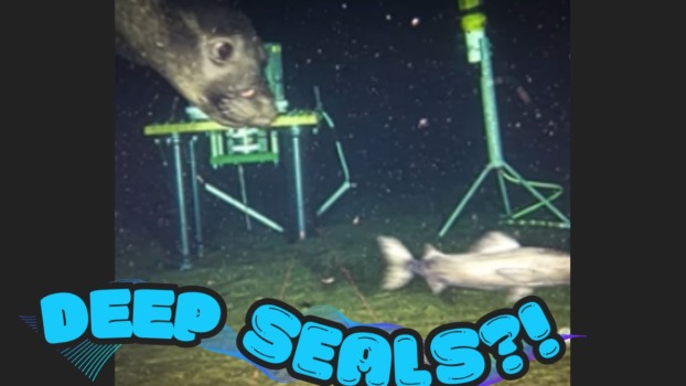 deep seals thumbnail