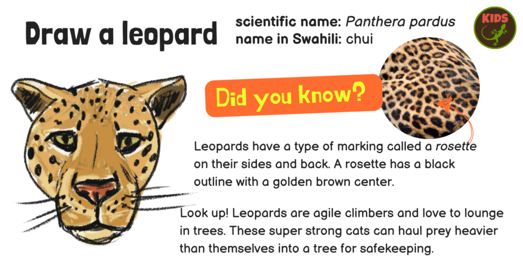 How To Draw: Lion, Leopard, Cheetah – Mongabay Kids