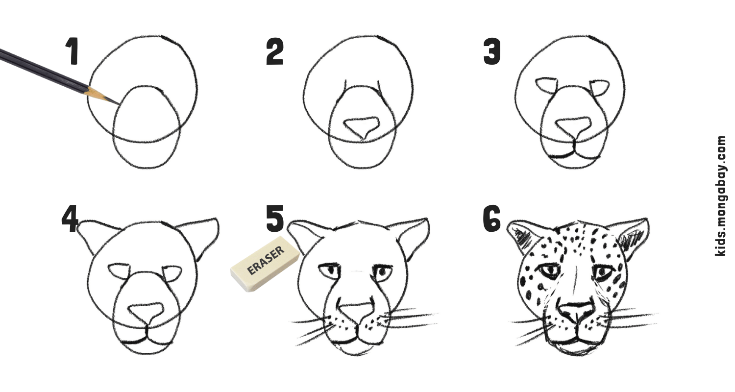 draw a leopard