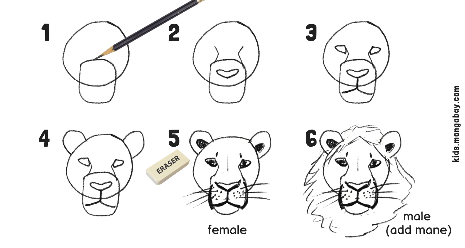 draw a lion