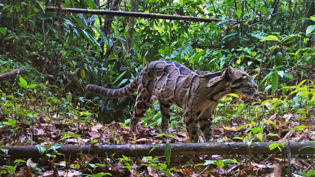 clouded leopard spotted in Bangladesh