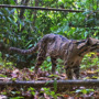 A clouded leopard sighting brings hope in Bangladesh