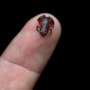 Teeny-tiny frog in Brazil shows how small frogs can get 