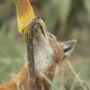 Ethiopian Wolves like dessert too