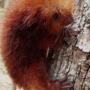 Meet the Mexican hairy dwarf porcupine