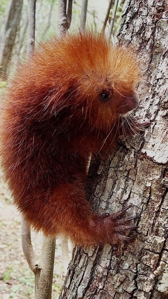 Mexican hairy dwarf porcupine