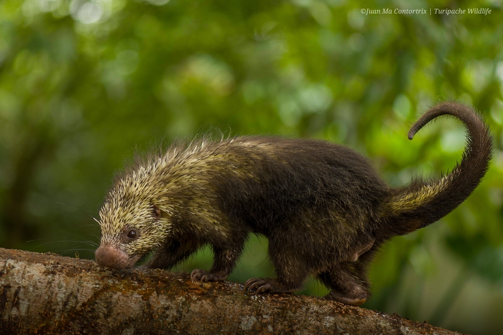 Mexican Hairy Dwarf Porcupine