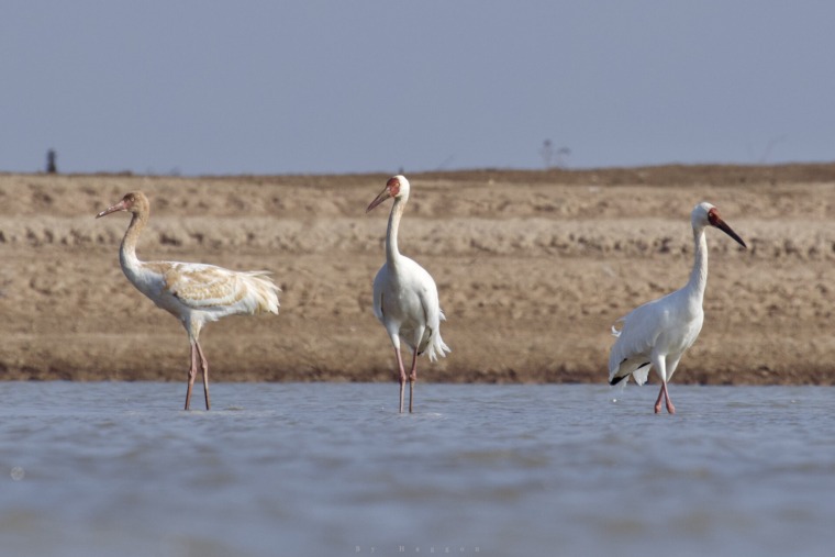 Siberian cranes