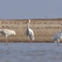 The endangered Siberian crane is making a comeback 