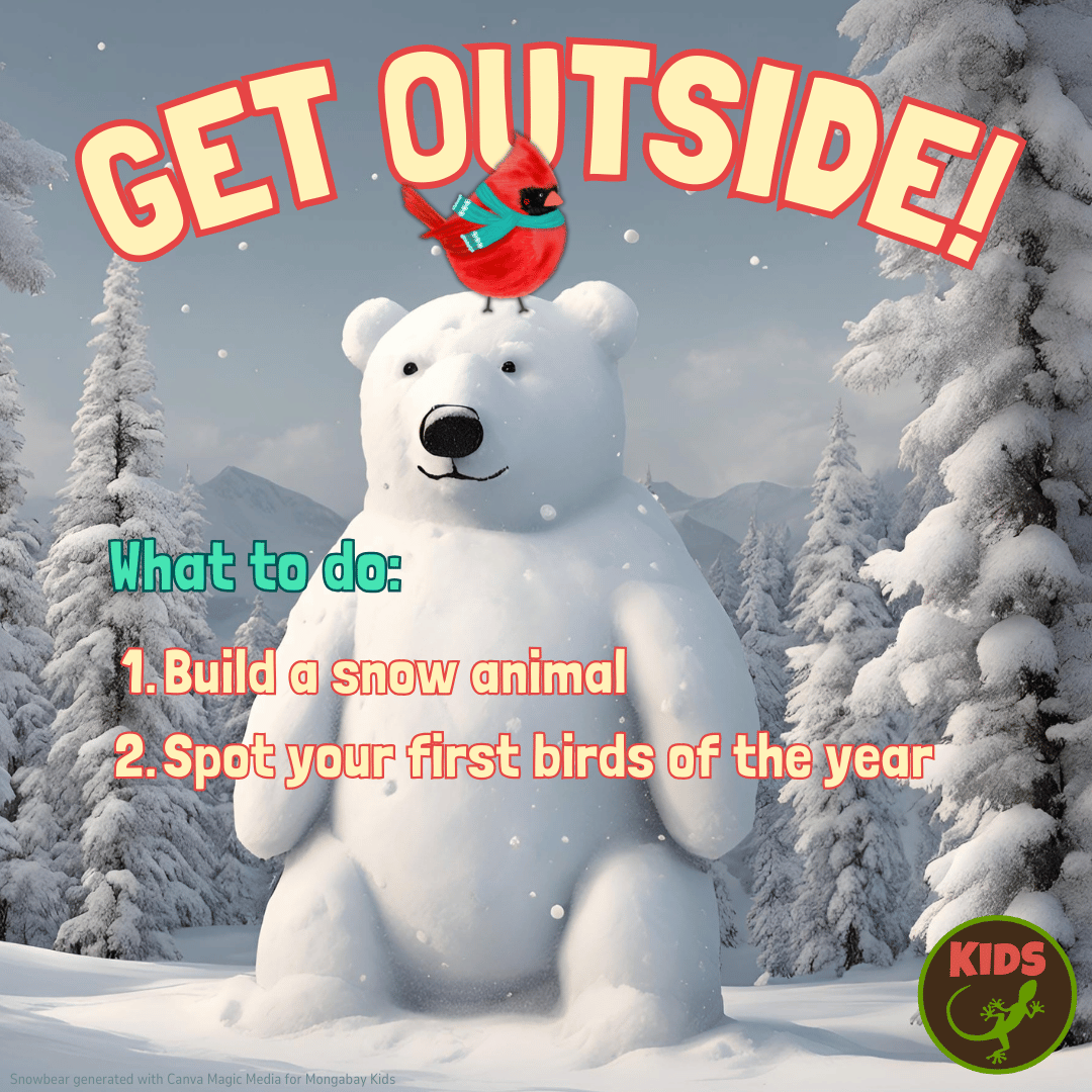 Get Outside! Build a snowbear