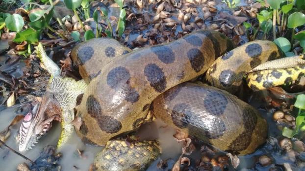 a giant anaconda named in 2024