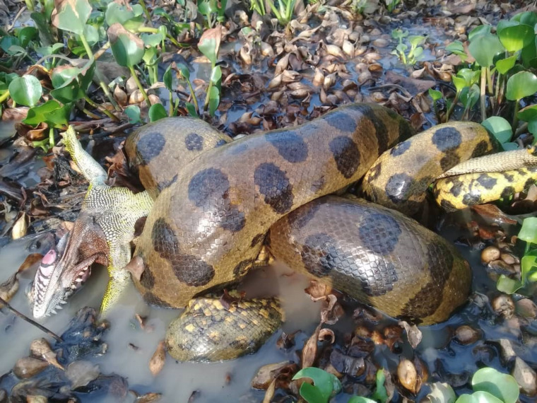 a giant anaconda named in 2024