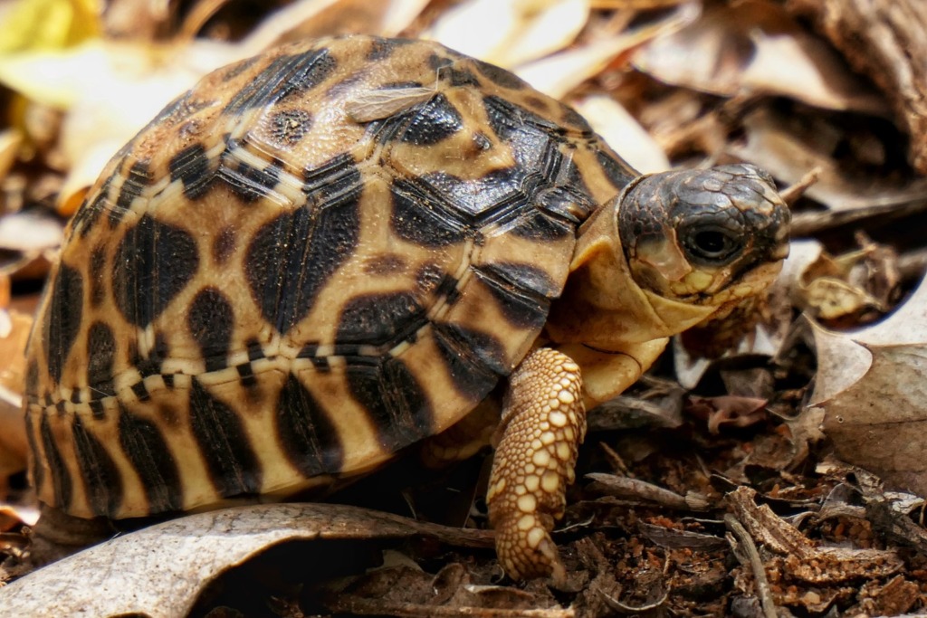 A baby radiated tortoise. 
