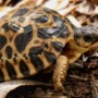 Rewilding the endangered radiated tortoises of Madagascar