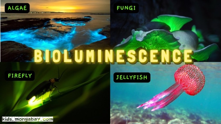 Nature art challenge: Light in the deep sea – Mongabay Kids