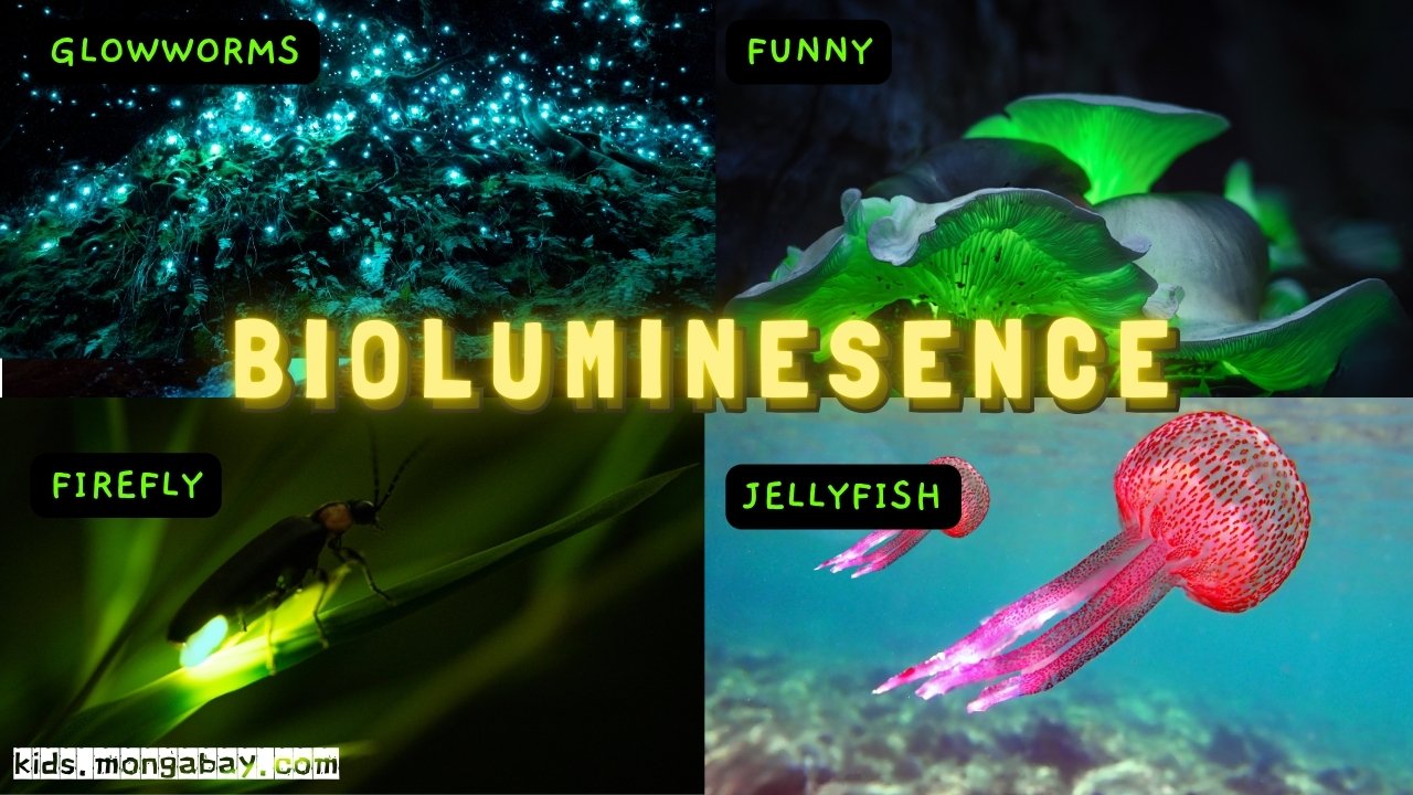 bioluminescence spot the difference puzzle