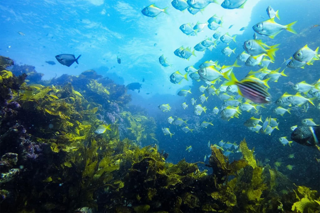 A kelp forest in Seal Rocks, New South Wales, Australia.