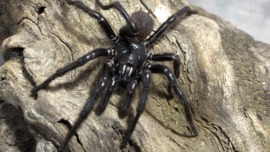 Newcastle funnel-web spider