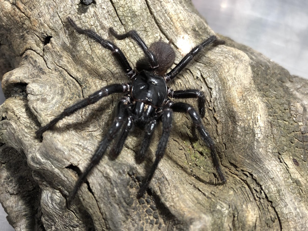 Newcastle funnel-web spider