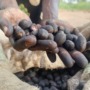 Women in Uganda help restore important shea trees