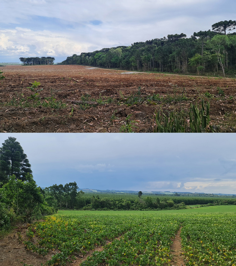 Deforestation and forest regeneration in Brazil