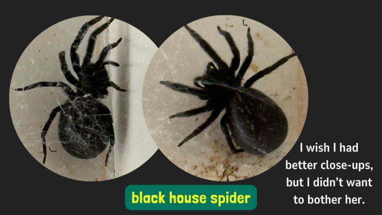 photos of a black house spider