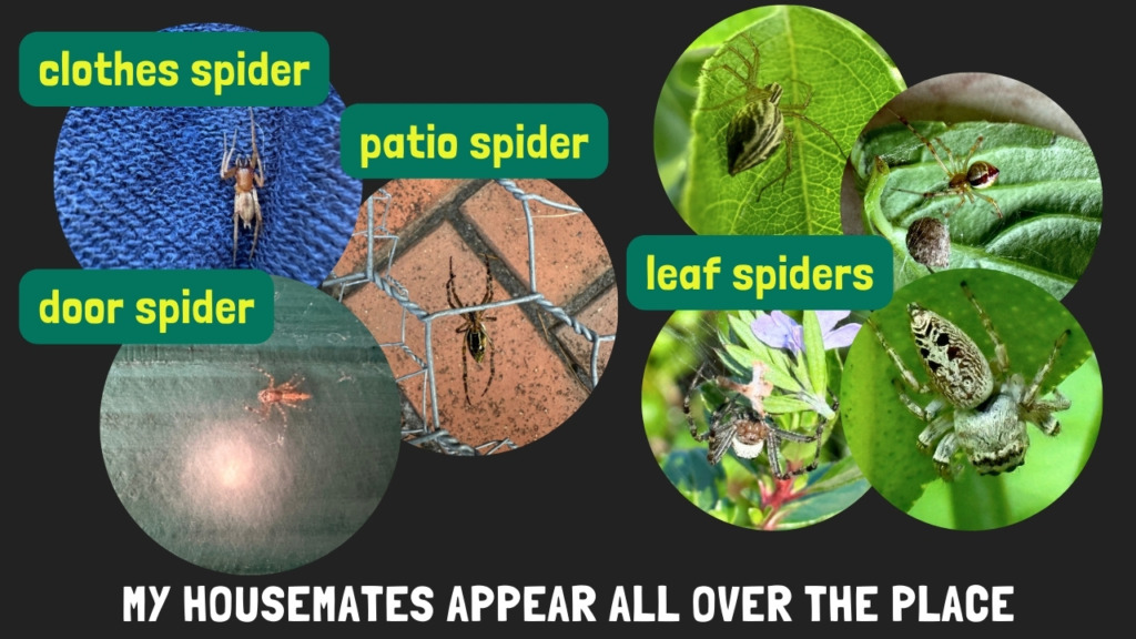 photos of spiders