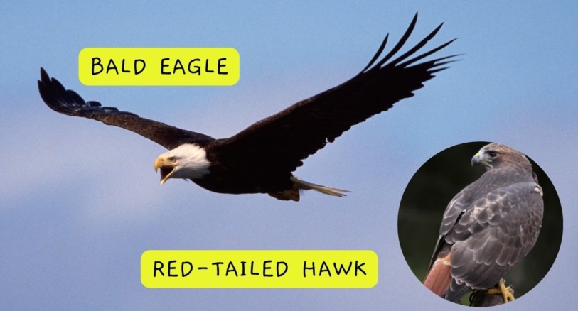 a bald eagle and a red-tailed hawk