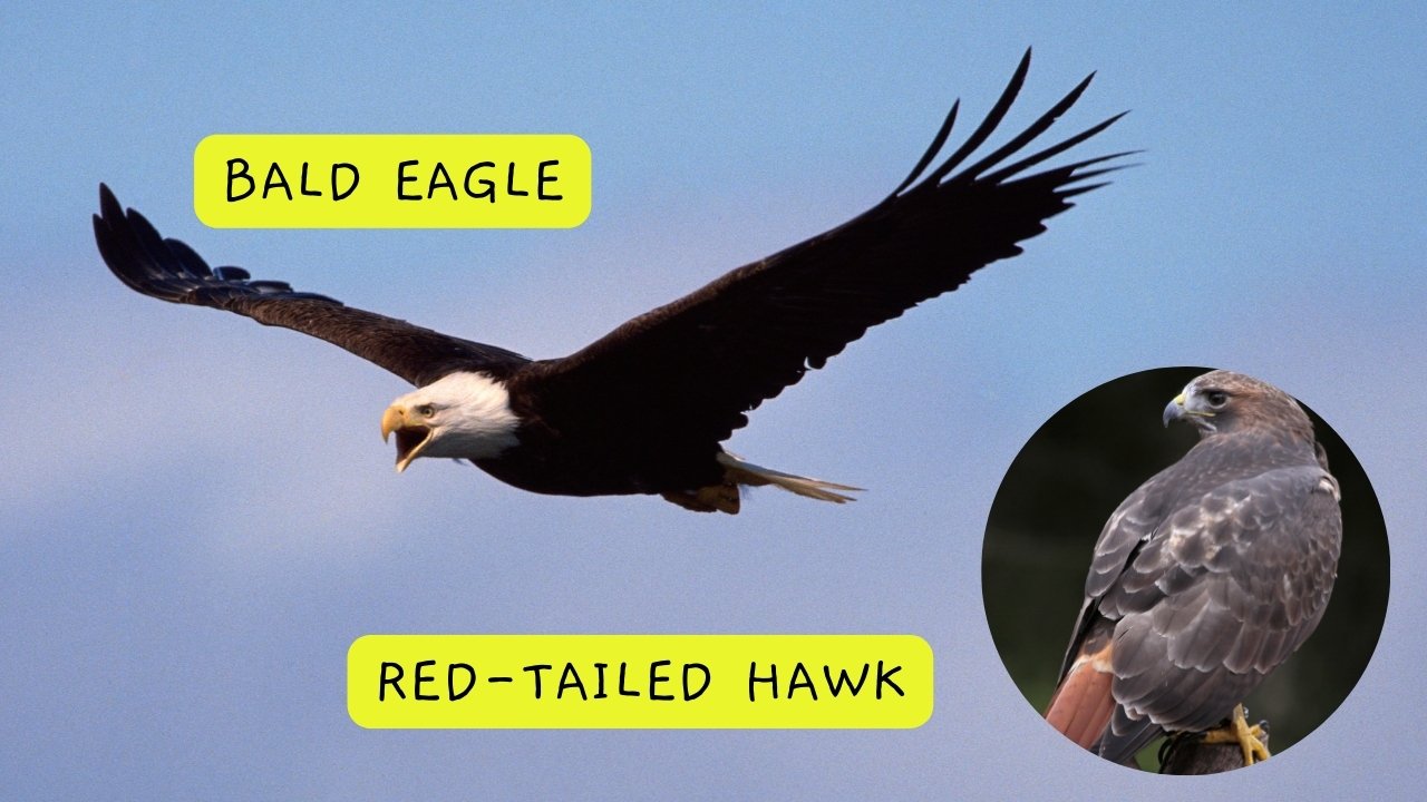 a bald eagle and a red-tailed hawk