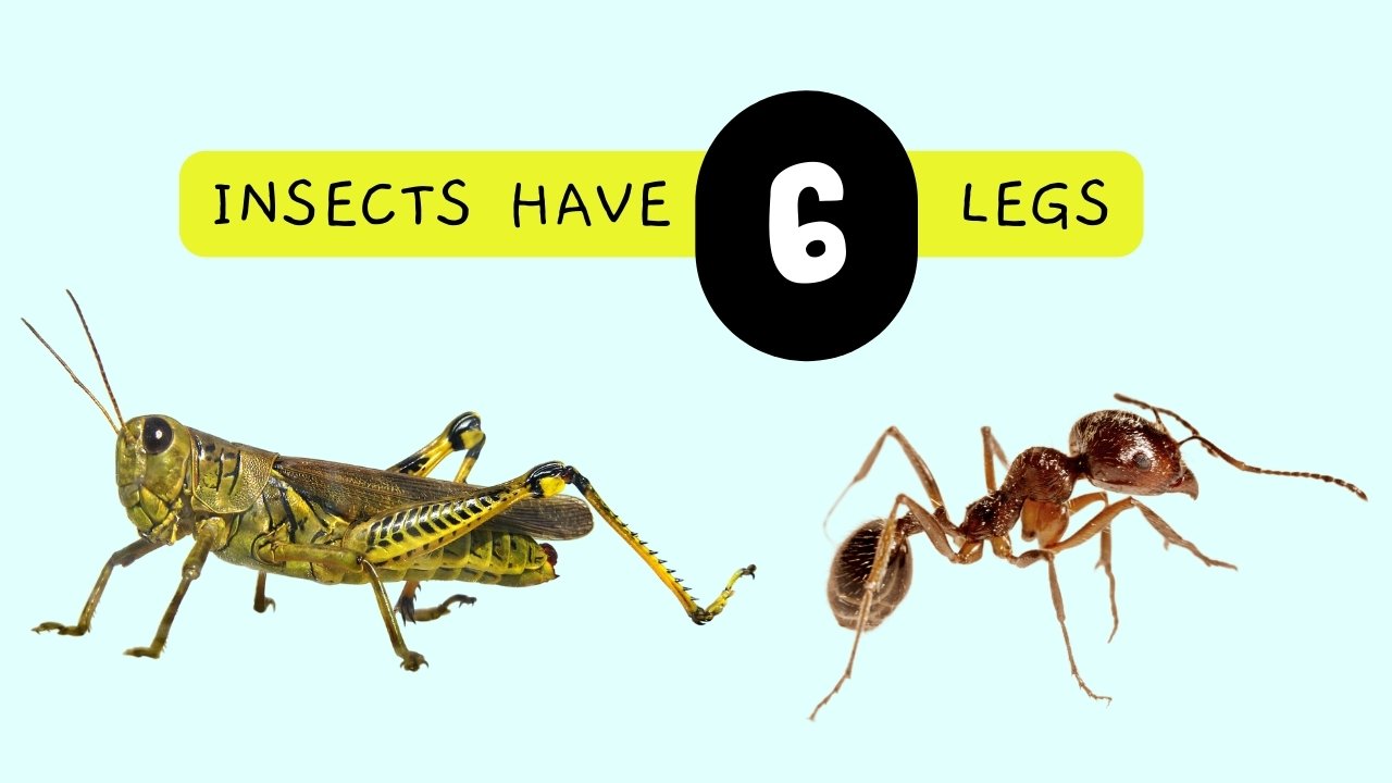 This image shows how insects have 6 legs