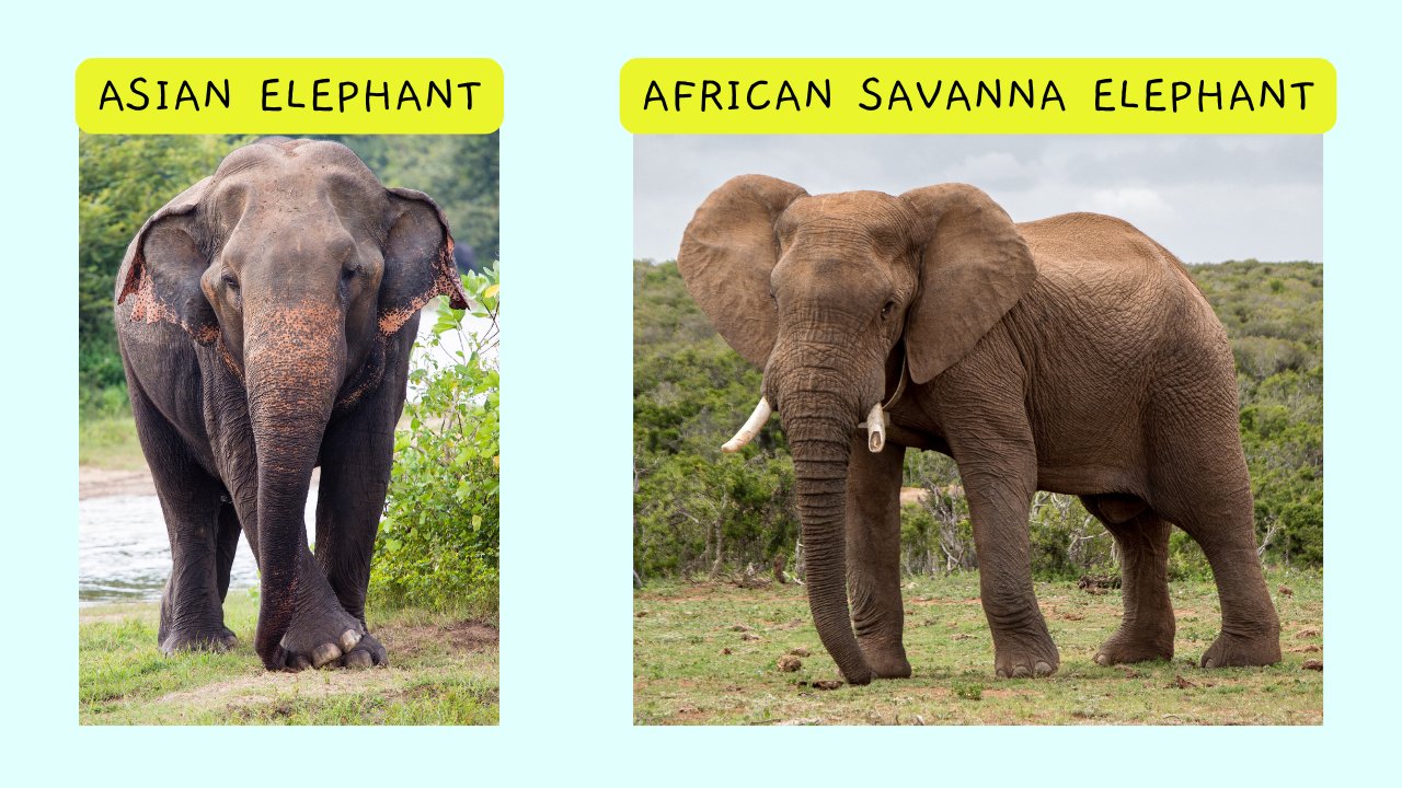 An Asian elephant side by side with an African savanna elephant