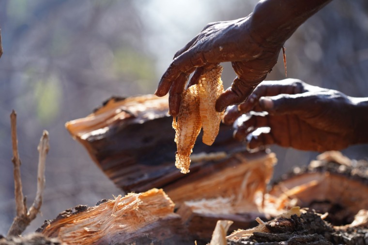Lifting honeycomb from a wild bees’ nest in Niassa.