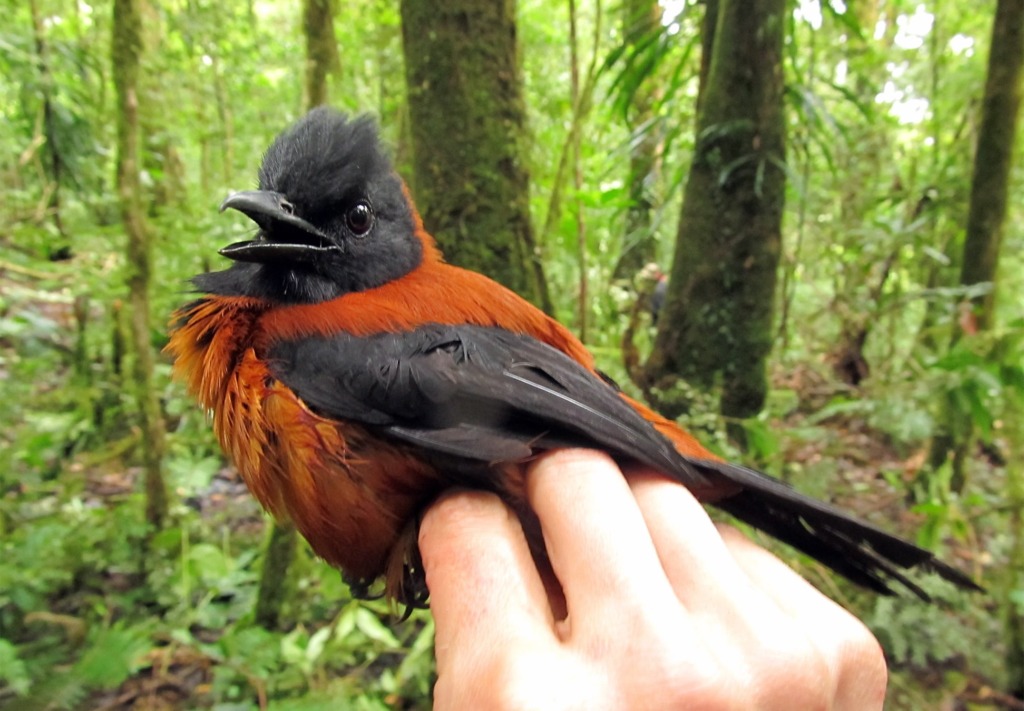 A hooded pitohuis