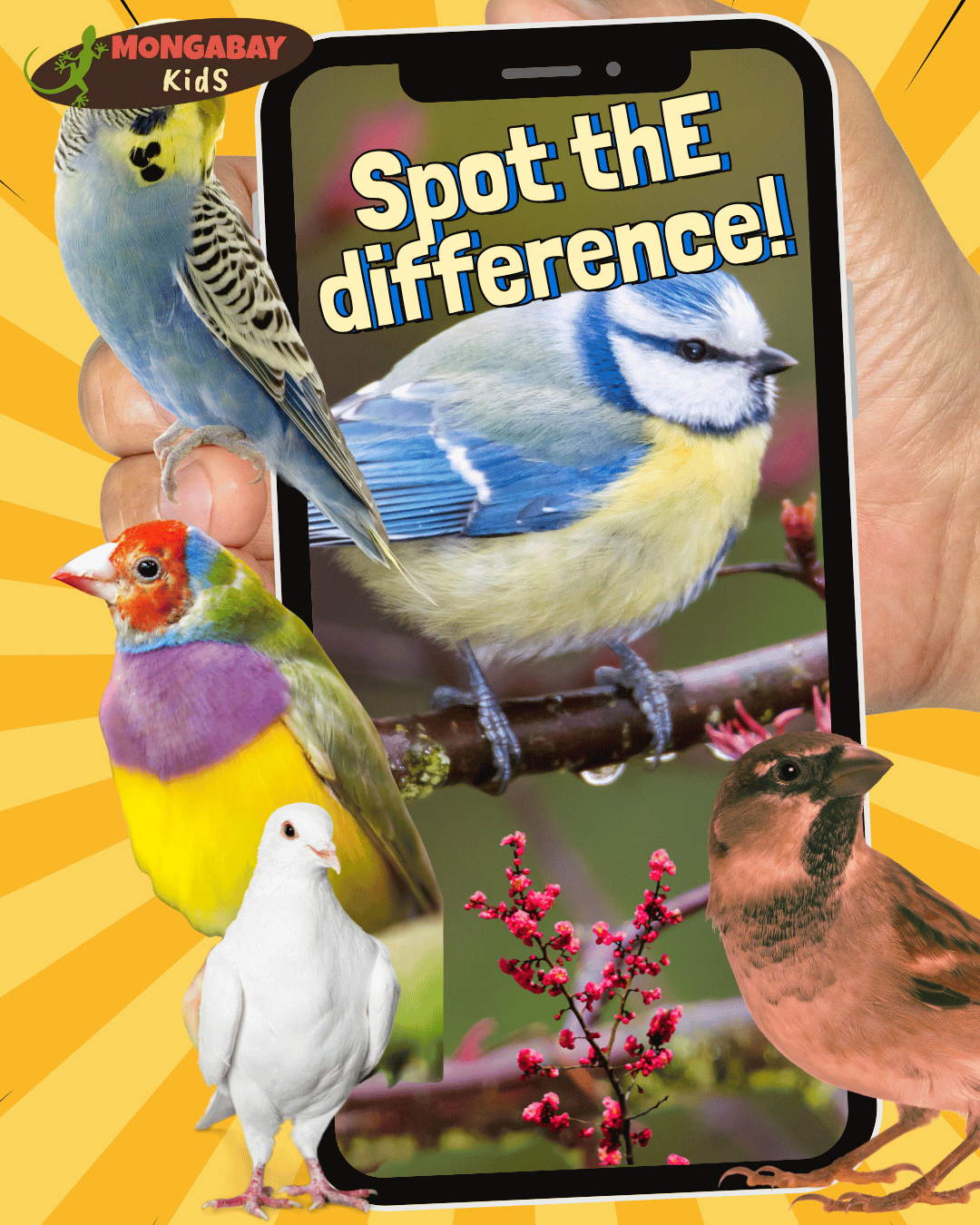 Spot the difference game featuring birds