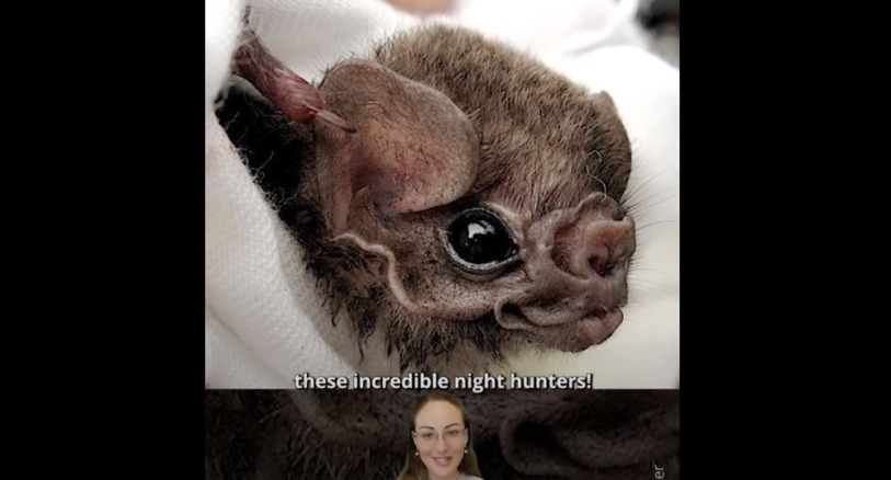 Thumbnail image of a vampire bat from a video