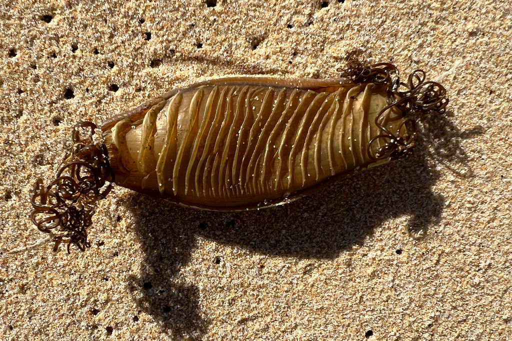 A shark egg case