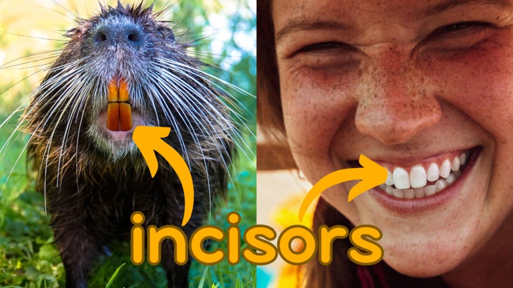 a picture of a rodent and a human, showing their incisors