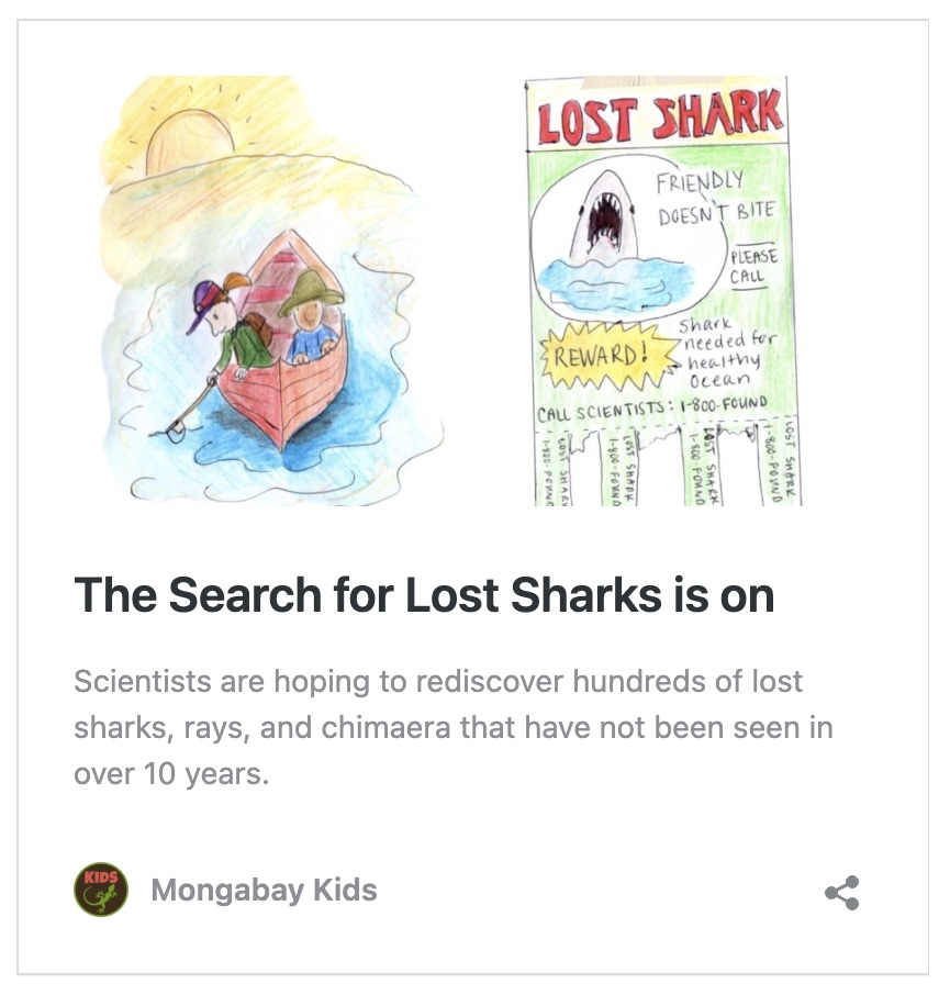 A story about the search for lost sharks