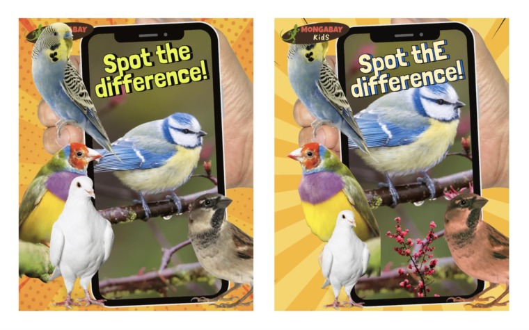 A picture of a spot the difference puzzle featuring birds