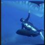 New tech lets scientists check if sharks are expecting babies