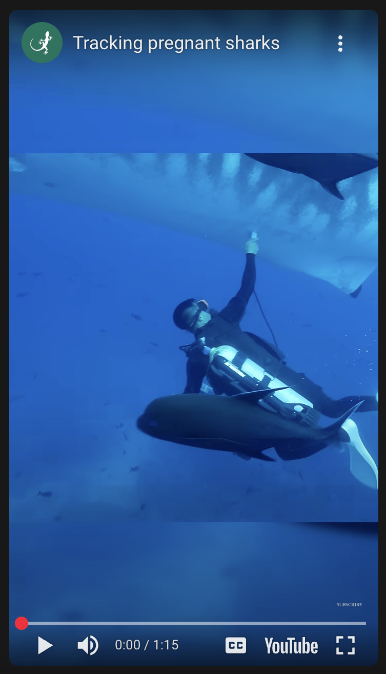 using submersible ultrasound on sharks