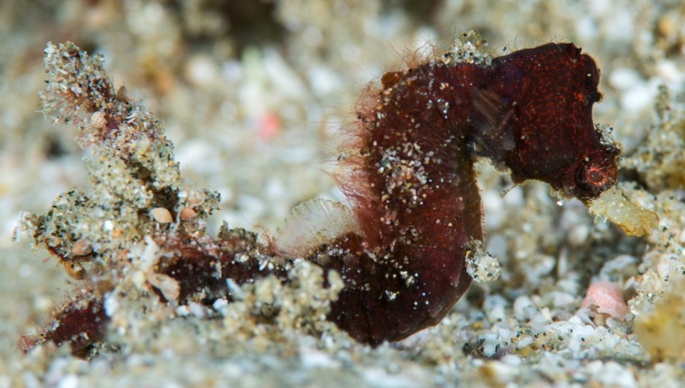 A new species of Pygmy pipehorse found in Sodwana Bay, South Africa