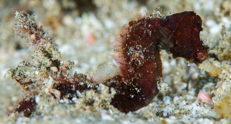 A new species of Pygmy pipehorse found in Sodwana Bay, South Africa