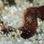 Scientists find over 800 new marine species