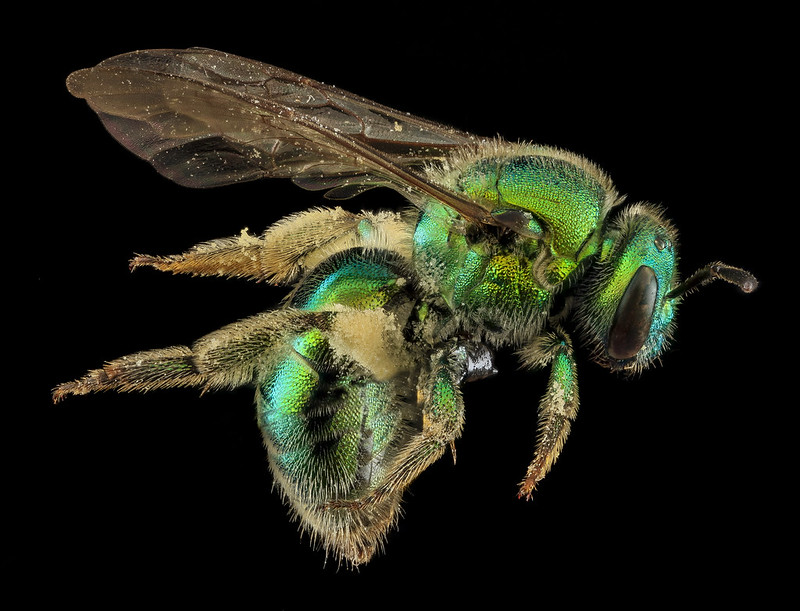 A green bee