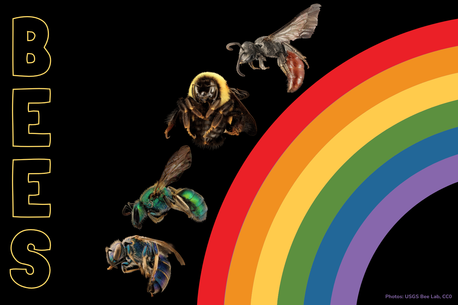 A rainbow of bees