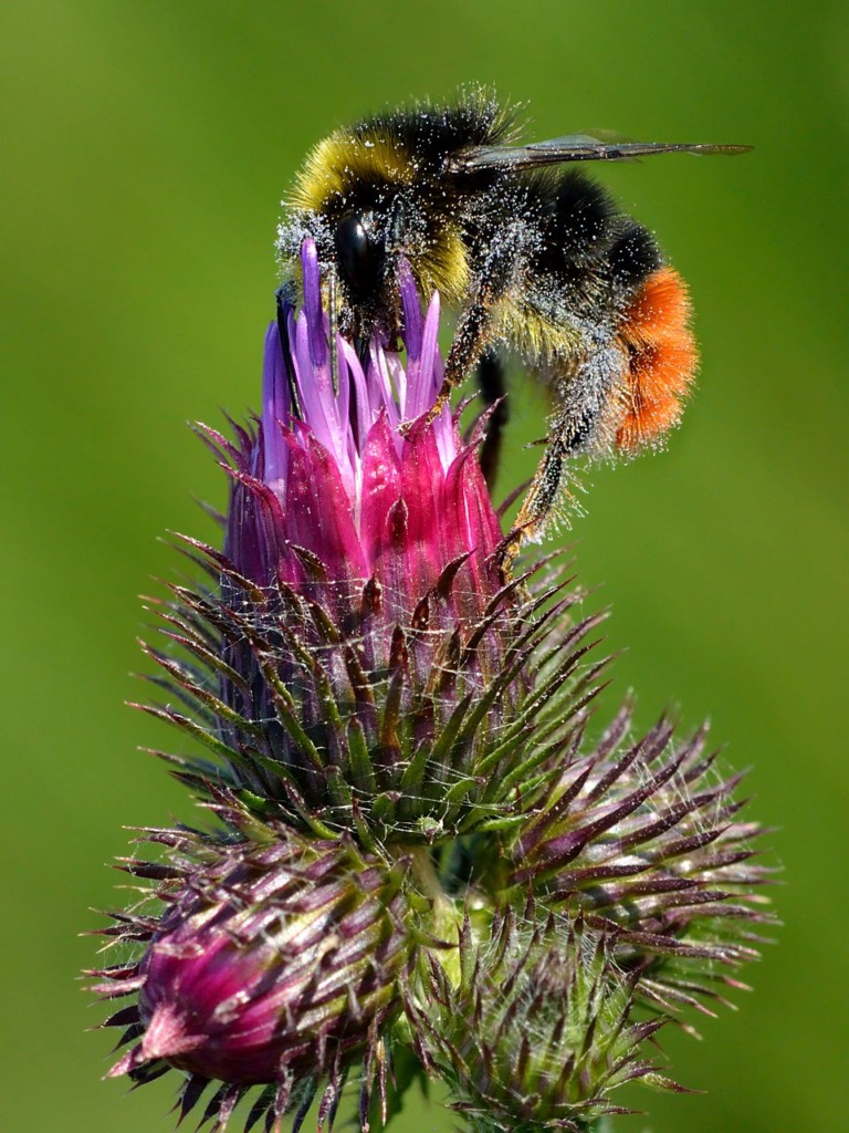 Red-tailed bumblebee drone