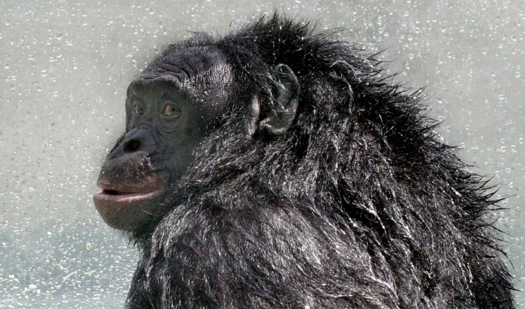 A famous bonobo called Kanzi