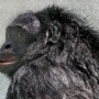 Kanzi was a famous bonobo who taught us about ape intelligence